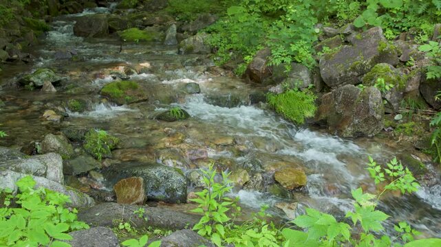 群馬県中之条町の野反湖へ流れ込む森の小川、苔むした岩と夏の緑に囲まれた清流風景