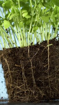 Super Slow Motion Microgreen Rootball Study 