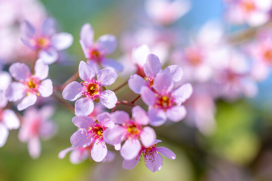 Pink Prunus cerasifera blossoms in soft spring light. Ornamental plum flowers with shallow depth of field. Macro blooming branch with pastel natural background