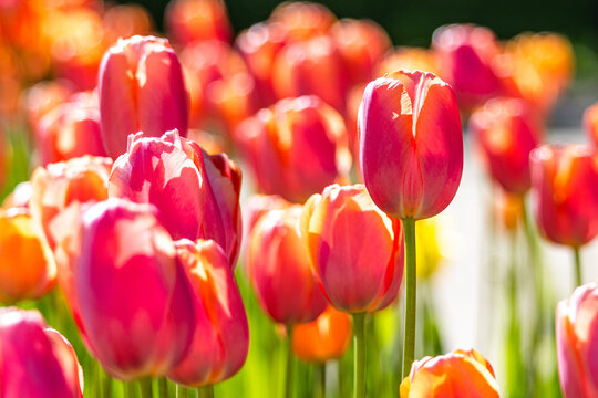 Red Tulipa tulips blooming in spring flower bed. Colorful tulip field with selective focus and sunlight. Ornamental garden flowers with soft bokeh background