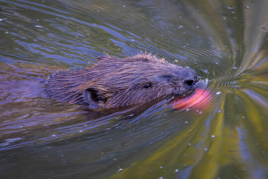 Beaver swimming in river water carrying red apple in mouth. Wild animal in natural habitat during summer day. Eurasian beaver castorfiber floating in pond