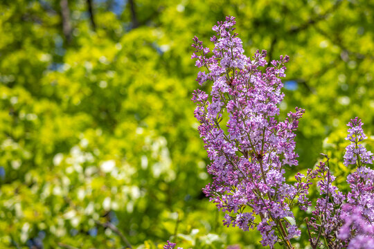 Blooming Syringa vulgaris lilac with copy space background. Purple lilac flowers in spring garden with green foliage. Fragrant ornamental shrub with soft bokeh backdrop