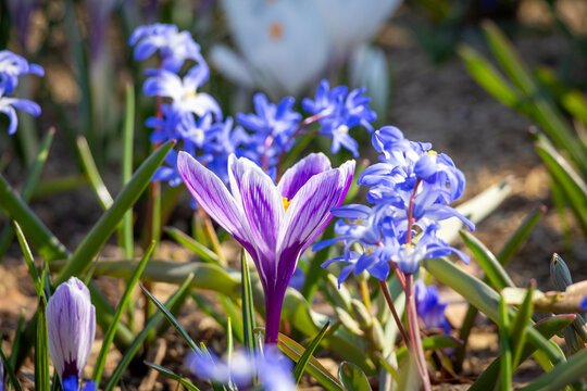 Purple Crocus vernus and blue Scilla siberica blooming in spring park flower bed. Mixed early bulb flowers in sunlight. Natural ground with shallow depth of field