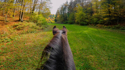 POV: View from the saddle shows dark brown horse moving across a grassy forest meadow while ears and mane fill the foreground. Immersive rider perspective in colourful autumn nature on a sunny day. © helivideo