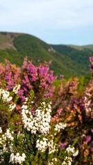 Obraz premium Vibrant close-up shows blooming white and purple wildflowers, with blurred green rolling hills in the background under a bright blue sky