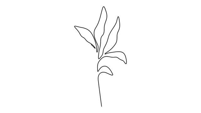 Continuous line drawing animation of a tropical leaf with abstract boho shapes, minimalist botanical art for organic branding and lifestyle concept