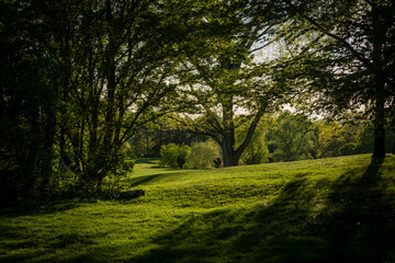 Fototapeta premium Scenic view of a green park meadow with trees in golden hour light