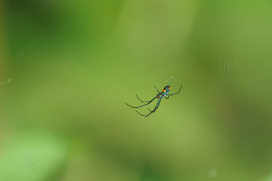 A close up view of a Mabel Orchard Orbweaver spider in its web