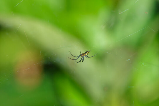 A basilica orbweaver spider hanging in its web