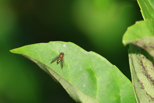 A condylostylus longicornis fly perched on a leaf