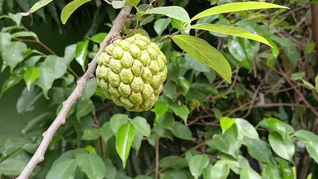 Green custard apple fruit hanging on tree branch in tropical garden