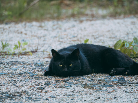 ダレる黒猫