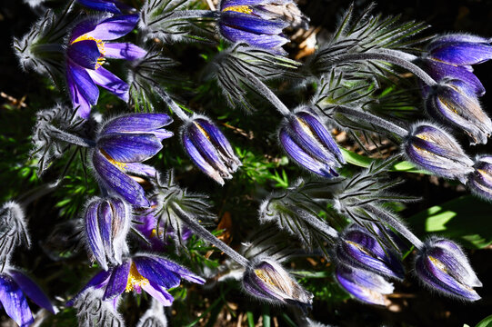 A detailed macro photograph of purple pasque flowers with fuzzy stems and buds, captured in natural light