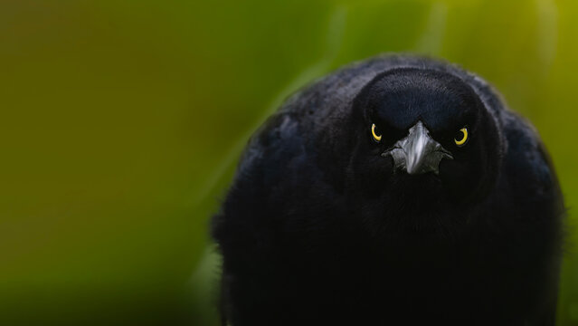 Great tailed grackle vocalizing close up with blurred  background