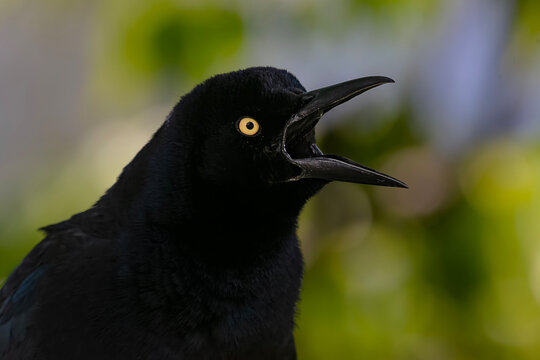 Great tailed grackle vocalizing close up with blurred  background