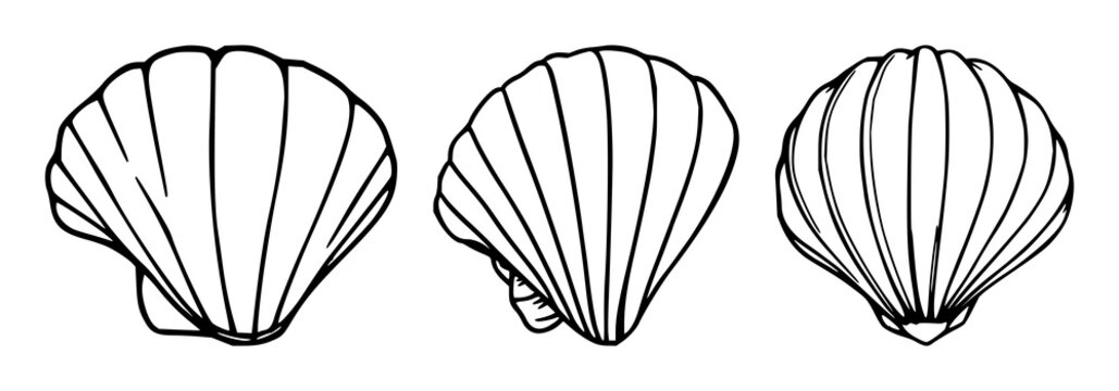 Sea shell set with black line art and white background featuring sea shell, ocean motif, illustration with minimalist and outline
