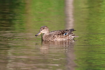 Fototapeta premium A female teal is swimming in the pond
