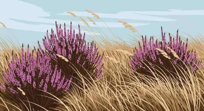 Vector illustration of purple blooming heather bushes growing among dry tan grass in a coastal or moorland landscape under a pale blue sky with wispy horizontal clouds.