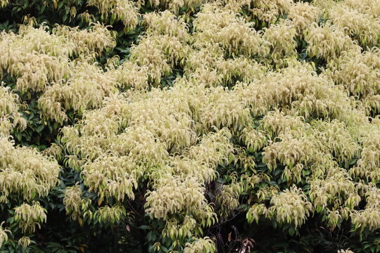 The appearance of the chinquapin tree in bloom