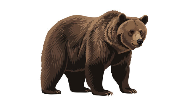Brown Bear Standing Isolated on White Background - Ursus Arctos