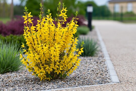 Vibrant yellow forsythia bush in gravel landscape garden setting