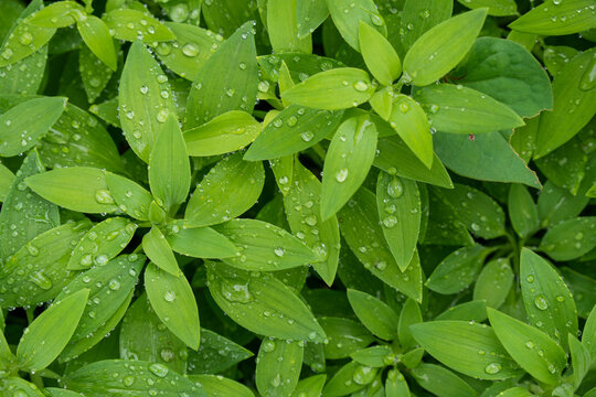 雨の雫
