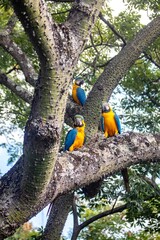 Three blue and yellow macaws Ara ararauna perched on a tropical tliaree with a thorny trunk, showing their iconic vibrant plumage.  © Adilson