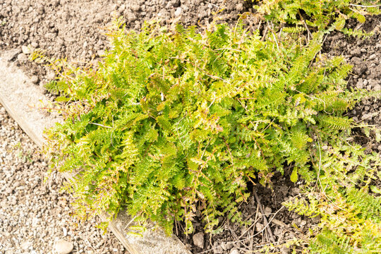 Dropwort or Filipendula Vulgaris Plena plant in Saint Gallen in Switzerland 4.4.2026