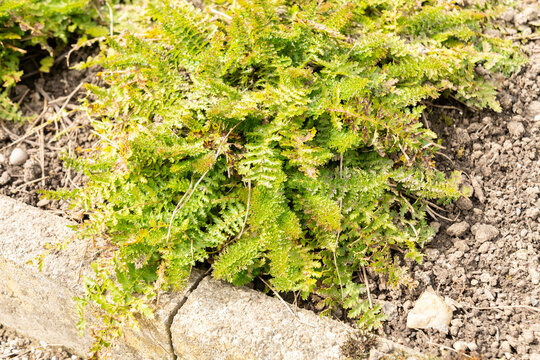 Dropwort or Filipendula Vulgaris Plena plant in Saint Gallen in Switzerland 4.4.2026