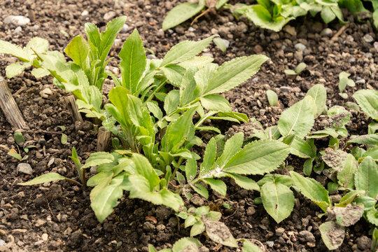 Giant scabious or Cephalaria Gigantea plant in Saint Gallen in Switzerland 4.4.2026