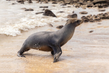 Obraz premium Small young Galapagos sea lion having fun splashing around on the beach on coast of Santa Fe Island