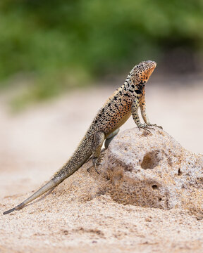Small Gal&aacute;pagos Lava Lizard sunning itself on a rock on the beach - Santa Fe Island : Gal&aacute;pagos Islands (Microlophus spp)