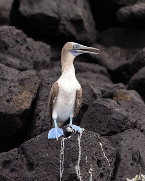 Close up of a blue footed booby on black volcanic rocks along the shore of Santa Fe Island in the Galapagos 