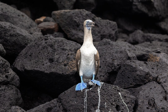 Close up of a blue footed booby on black volcanic rocks along the shore of Santa Fe Island in the Galapagos 