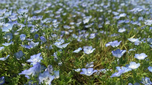 Slow-Motion Handheld Tracking Shot Moving Left Across a Nemophila (Baby Blue Eyes) Flower Field in Japan