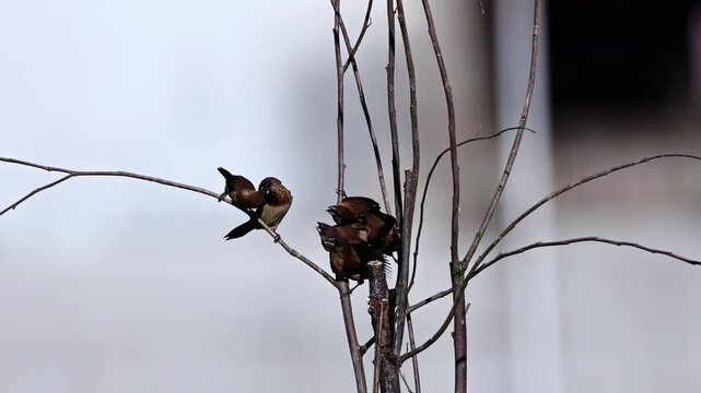 A flock of small brown finch birds gathering and perching together on bare dry tree branches against a light blurred background.