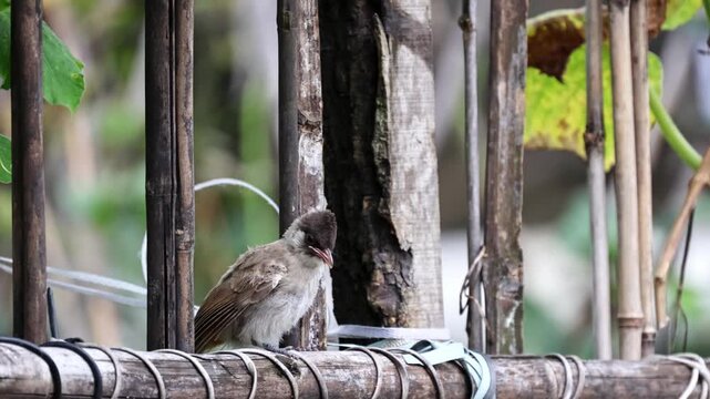 Close up of a cute juvenile bulbul bird perching on a rustic bamboo fence against a blurred green garden background.