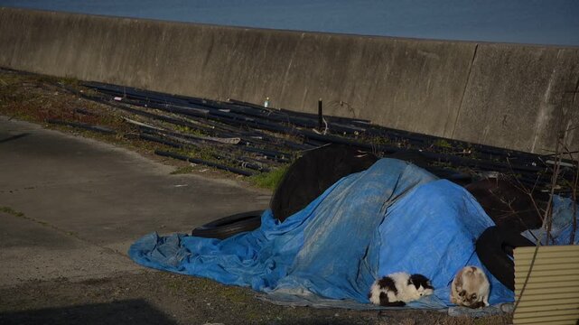 琵琶湖を望む漁港でくつろぐ猫 （滋賀県, 2026年1月）
