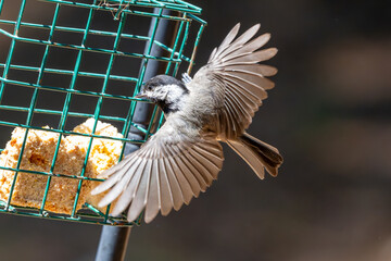 Black-Capped Chickadee in flight © Jeiel