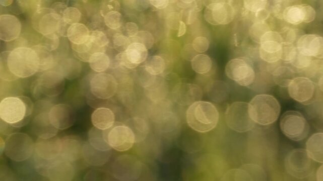 Shimmering golden bokeh background of sun-drenched foliage. Captivating light play for cinematic backdrops or natural atmosphere enhancements.