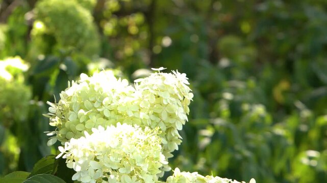 Delicate white hydrangea flowers bloom gently swaying in soft sunlight with blurred green foliage background motion.