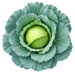 Obraz premium Fresh Green Cabbage Isolated on Transparent Background