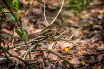 Obraz premium Large-Tailed Nightjar ability to camouflage itself to blend in with its natural surroundings.