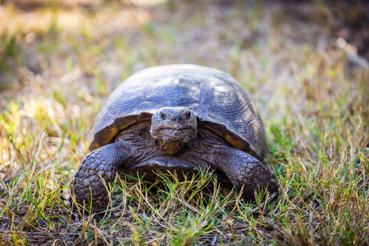 Gopher tortoise