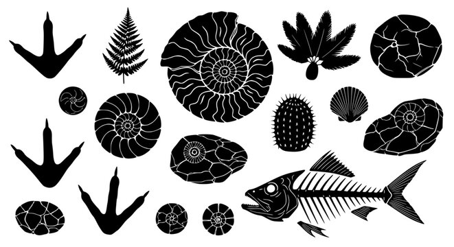 Fossil Collection: Dinosaur Footprints, Ammonites, Ferns, Fish Skeleton, Shells