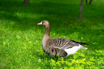 Greylag goose standing on lush green grass in sunny summer park with tree in background, wildlife bird observation, nature concept. © Masarik