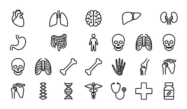 Human body anatomy icons set vector thin line organs skeleton parts medical illustration editable stroke
