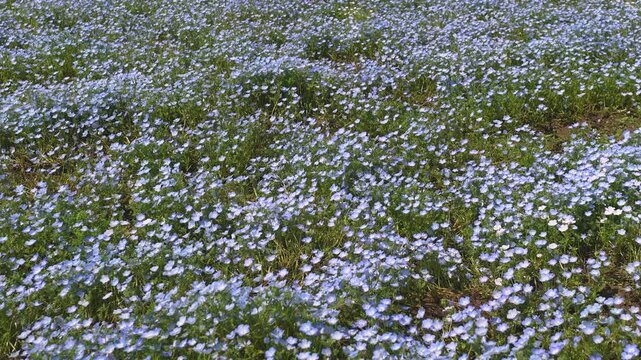 Slow-Motion Overhead Wide-Angle Handheld Tracking Shot Moving Left Across a Nemophila (Baby Blue Eyes) Flower Field in Japan