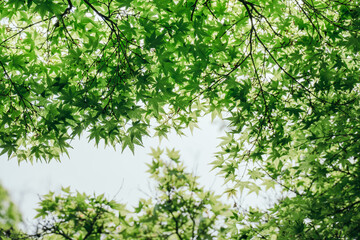 Fototapeta premium Green Japanese Maple leaves background 
