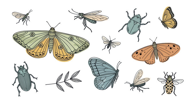 Collection of various insects and bugs with detailed wings and bodies.